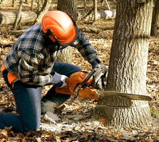 Tree Removal in Pound Ridge, NY